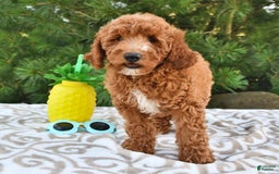 Mini Goldendoodle dogs for sale: Edger - Image 23