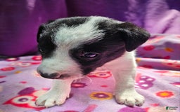 Border Collie dogs for sale: Dolly - Image 13