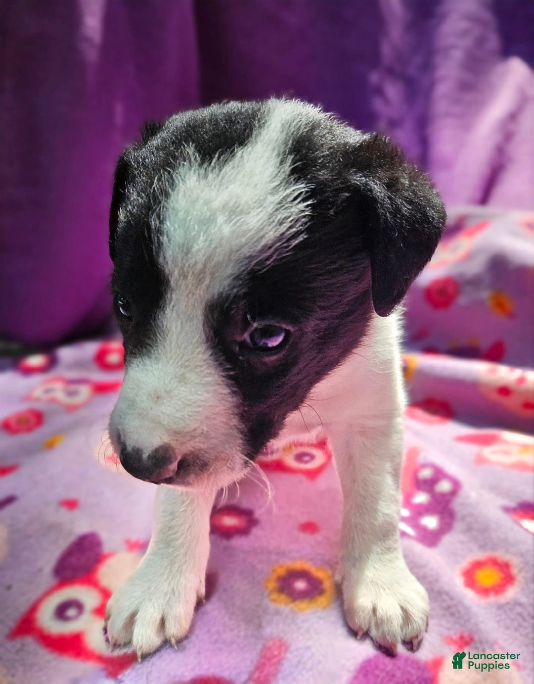 Border Collie dogs for sale: Dolly - Image 13