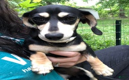Miniature Dachshund dogs for sale: Duchess - Image 9