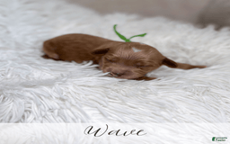 Mini Goldendoodle dogs for sale: Wave - Image 8