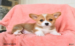 Welsh Corgi Pembroke dogs for sale: Valentino AKC - Image 2