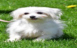 Morkie dogs for sale: Milo - Image 12