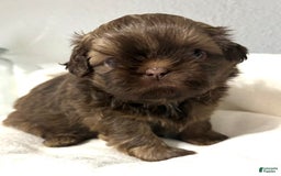 Shih Tzu dogs for sale: Karlton - Image 16