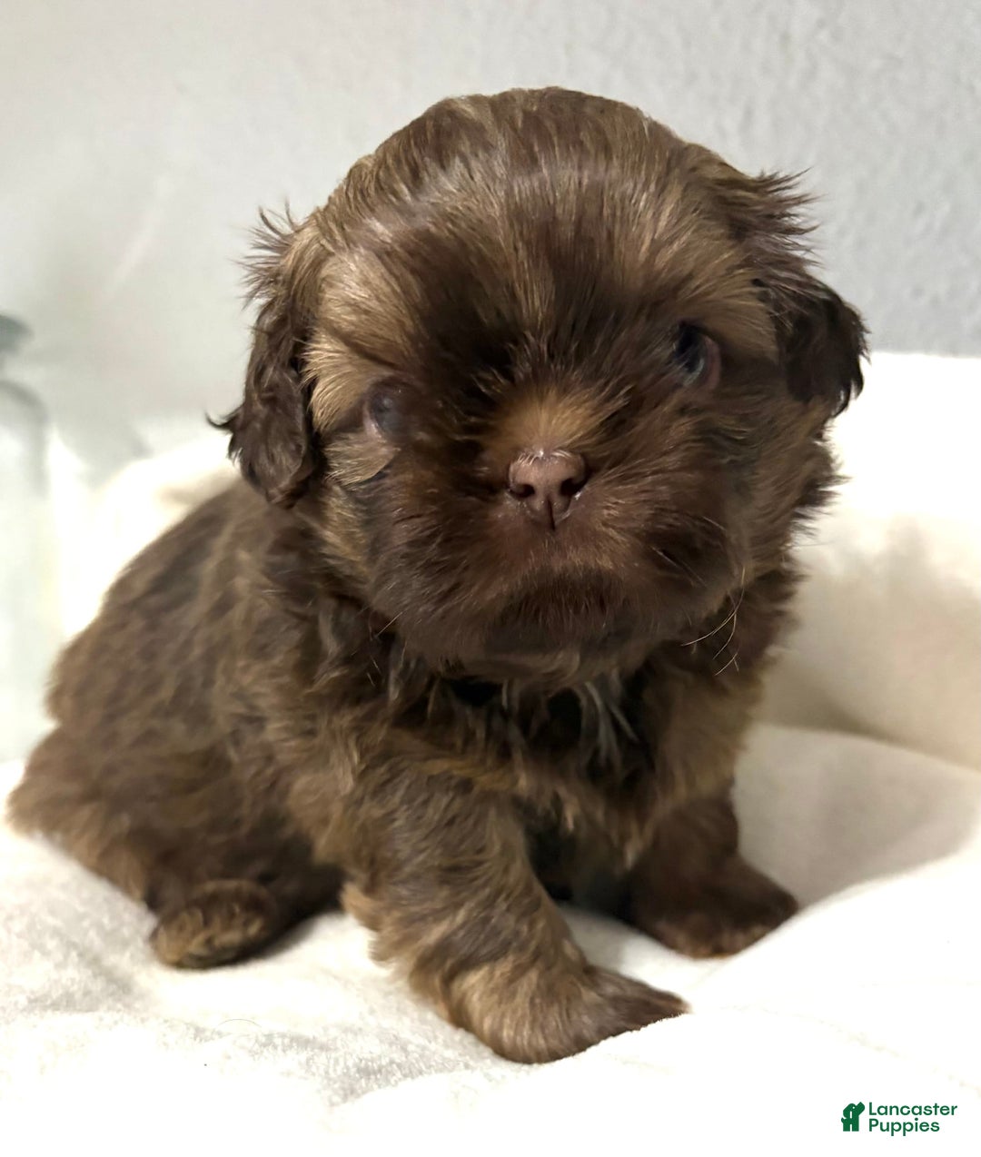 Shih Tzu dogs for sale: Karlton - Image 16