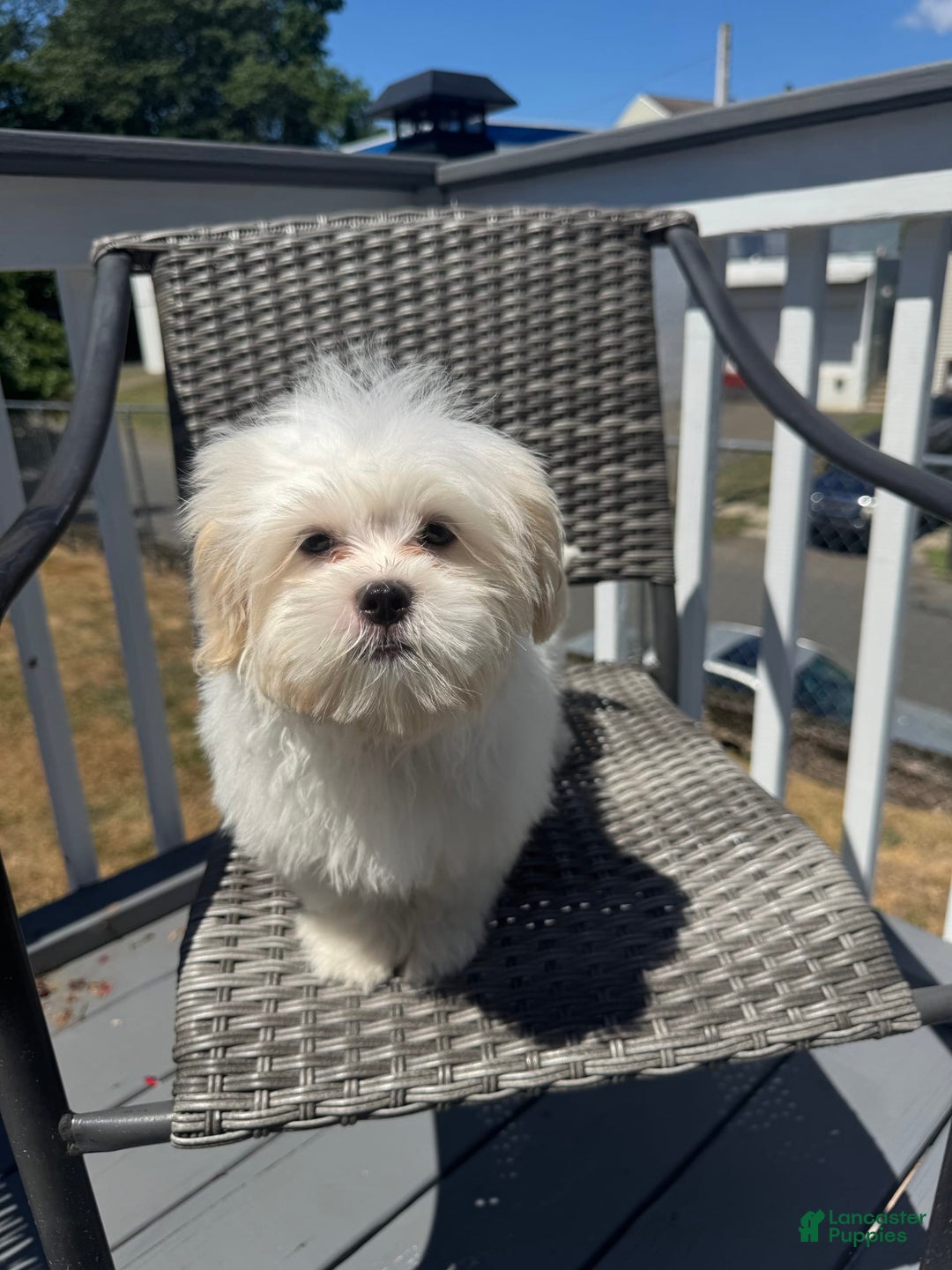 Malshi dogs for sale: Kyrie - Image 4