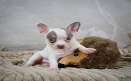 Chihuahua dogs for sale: Tyranus - Image 1