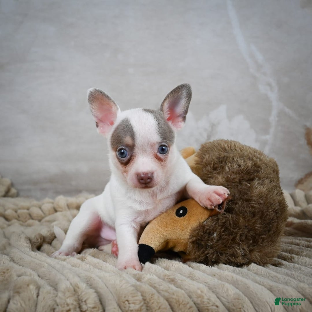 Chihuahua dogs for sale: Tyranus - Image 1