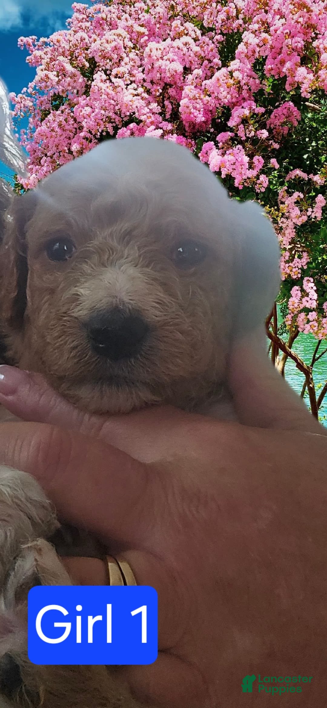 Goldendoodle dogs for sale: Chloe - Image 3