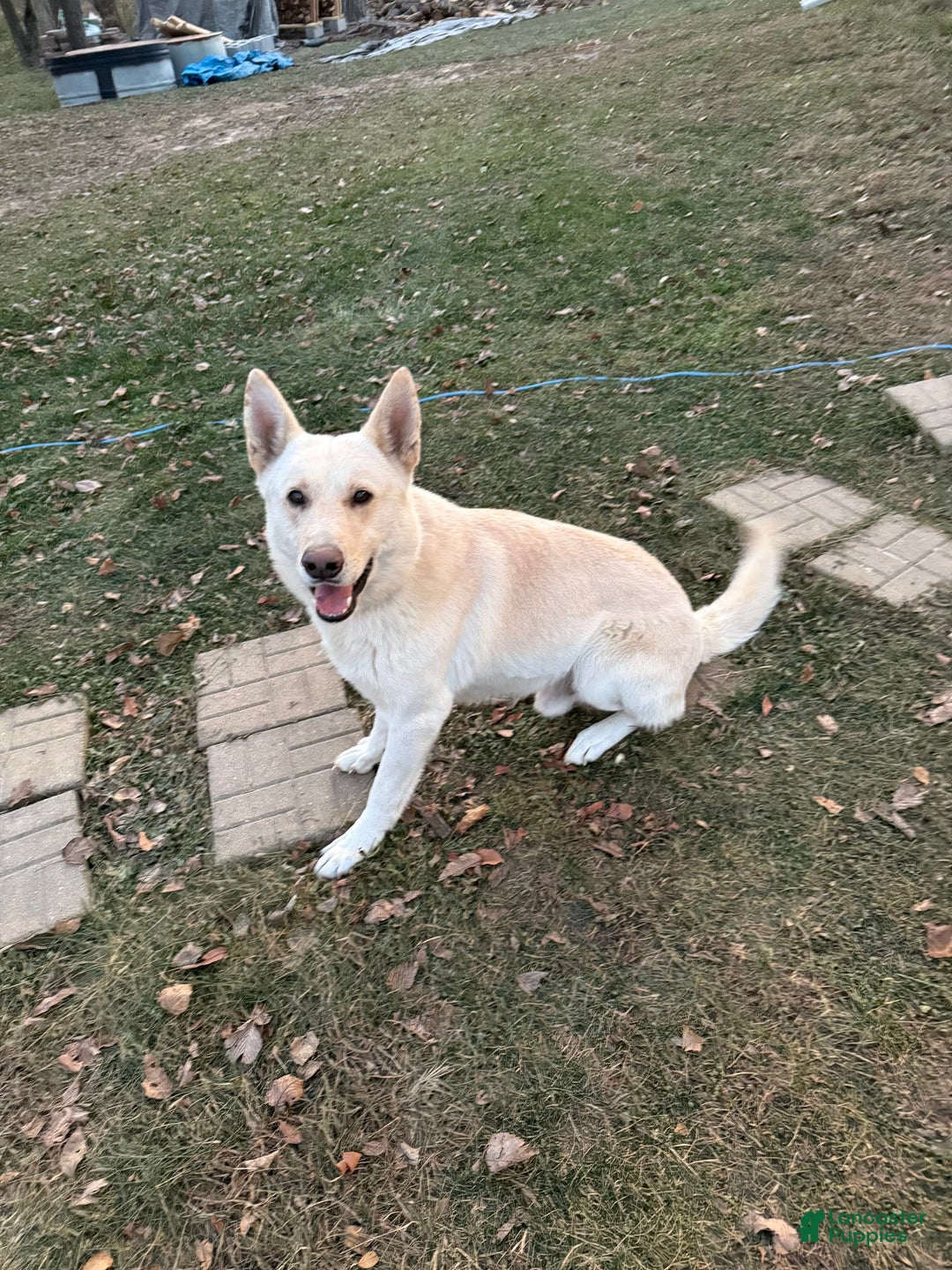 German Shepherd dogs for sale: Sugar - Image 3