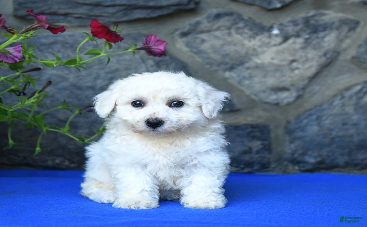 Bichon Frise dogs - Advert 22