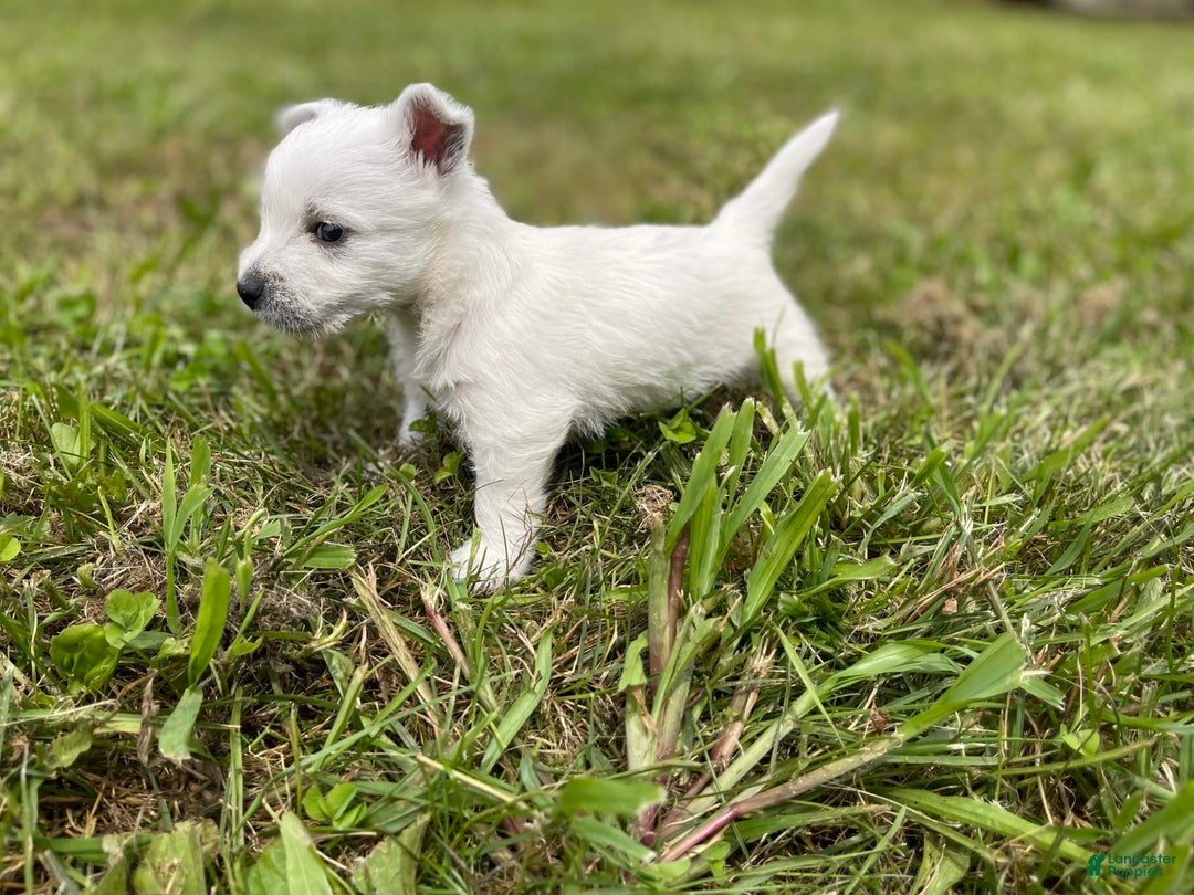 West Highland Terrier dogs for sale: Akc DNA clear Casper - Image 4
