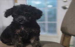 Cockapoo dogs for sale: Dash - Image 1
