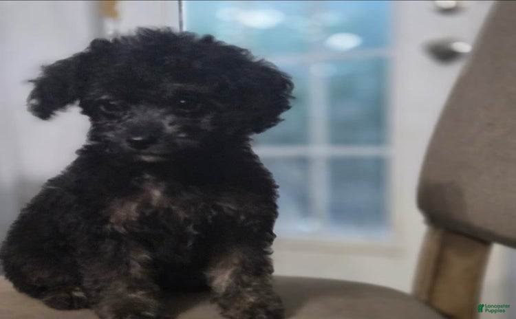 Cockapoo dogs for sale - Ad 1