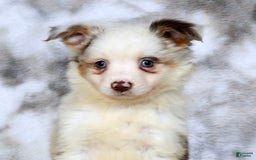  dogs for sale: Sandy - Image 9