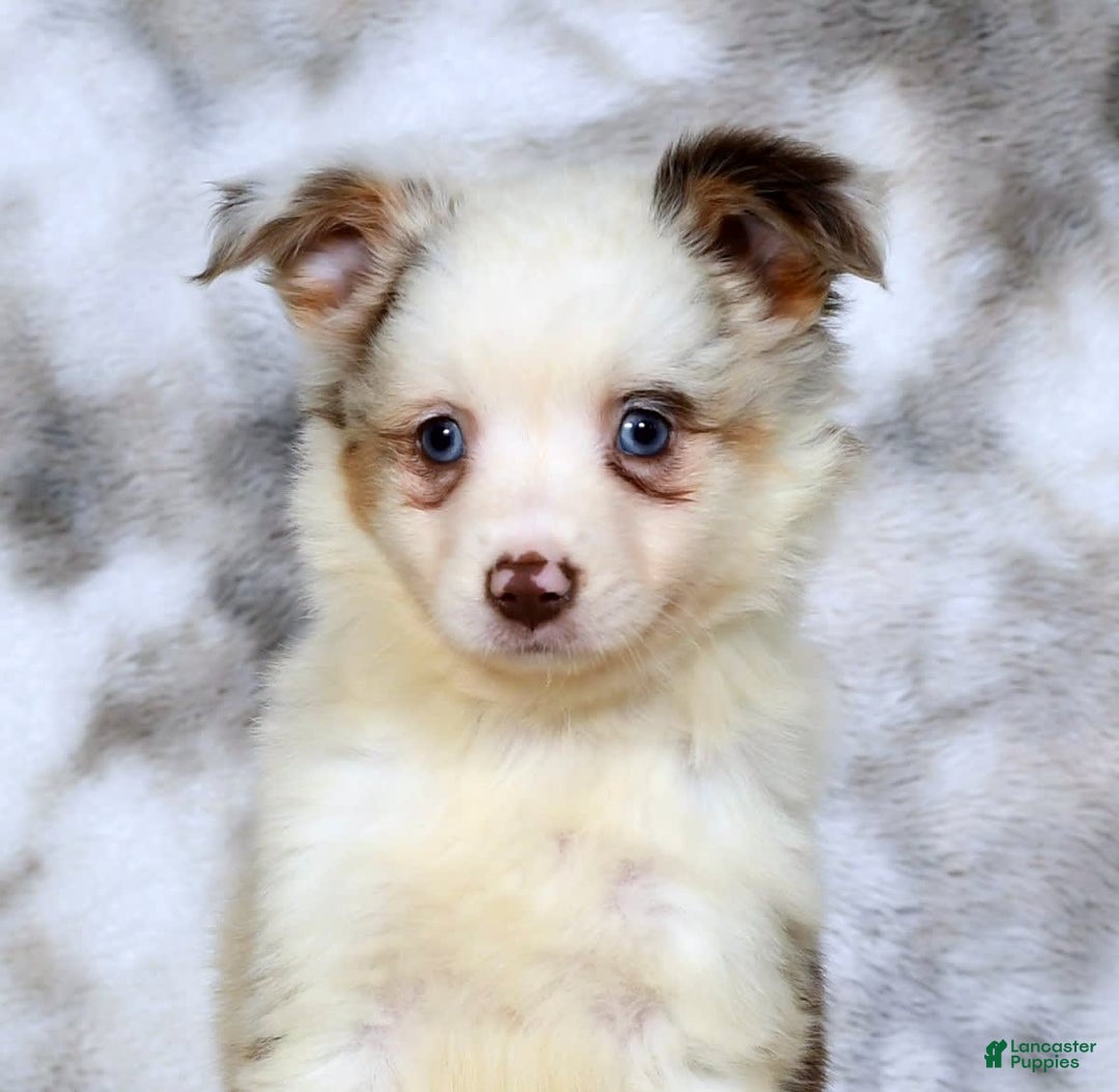  dogs for sale: Sandy - Image 9