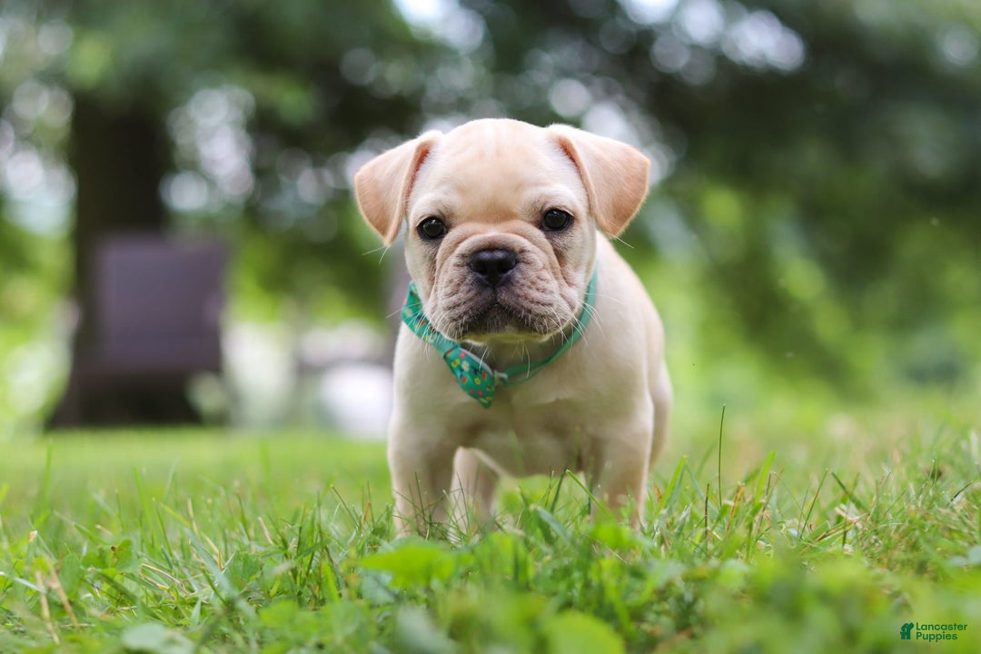 French Bulldog dogs for sale: French Bulldog 5 puppies - Image 32