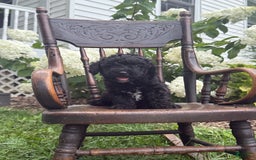 Goldendoodle dogs for sale: Babbles - Image 1