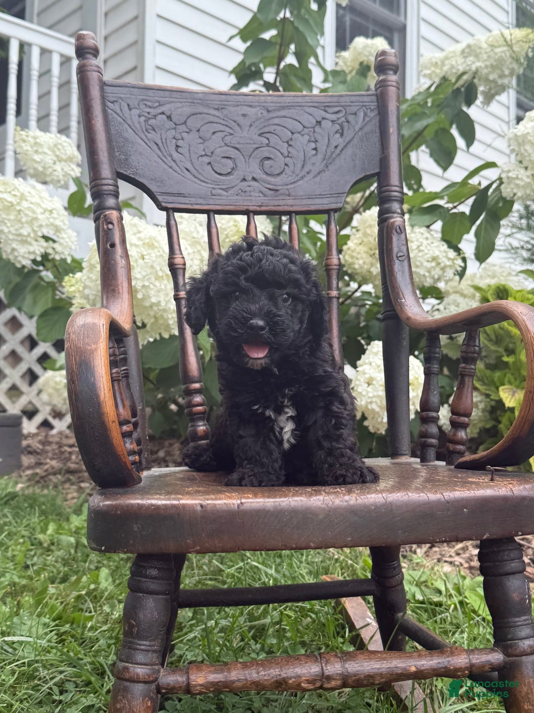 Goldendoodle dogs for sale: Babbles - Image 1