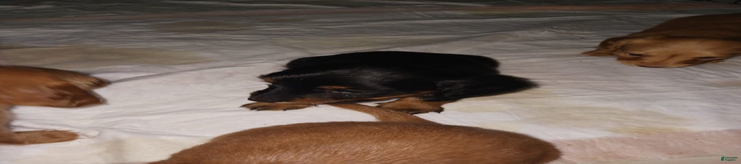 Male