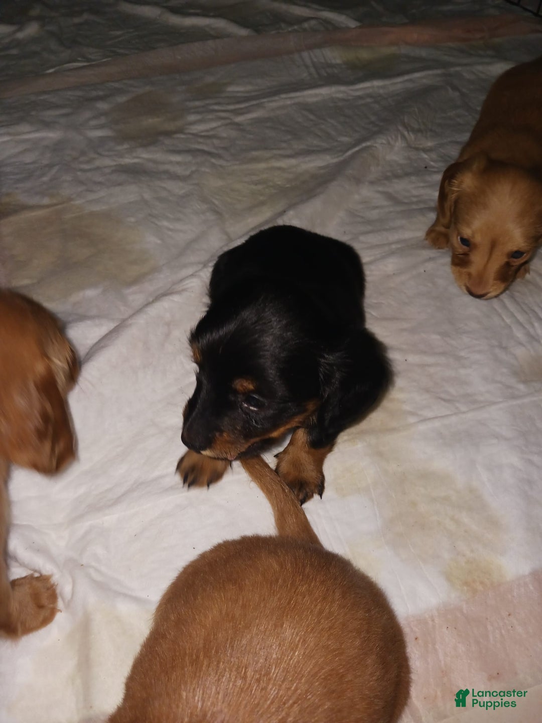 Dachshund dogs for sale: Male - Image 6