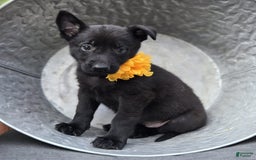 German Shepherd dogs for sale: Tracy - Image 1
