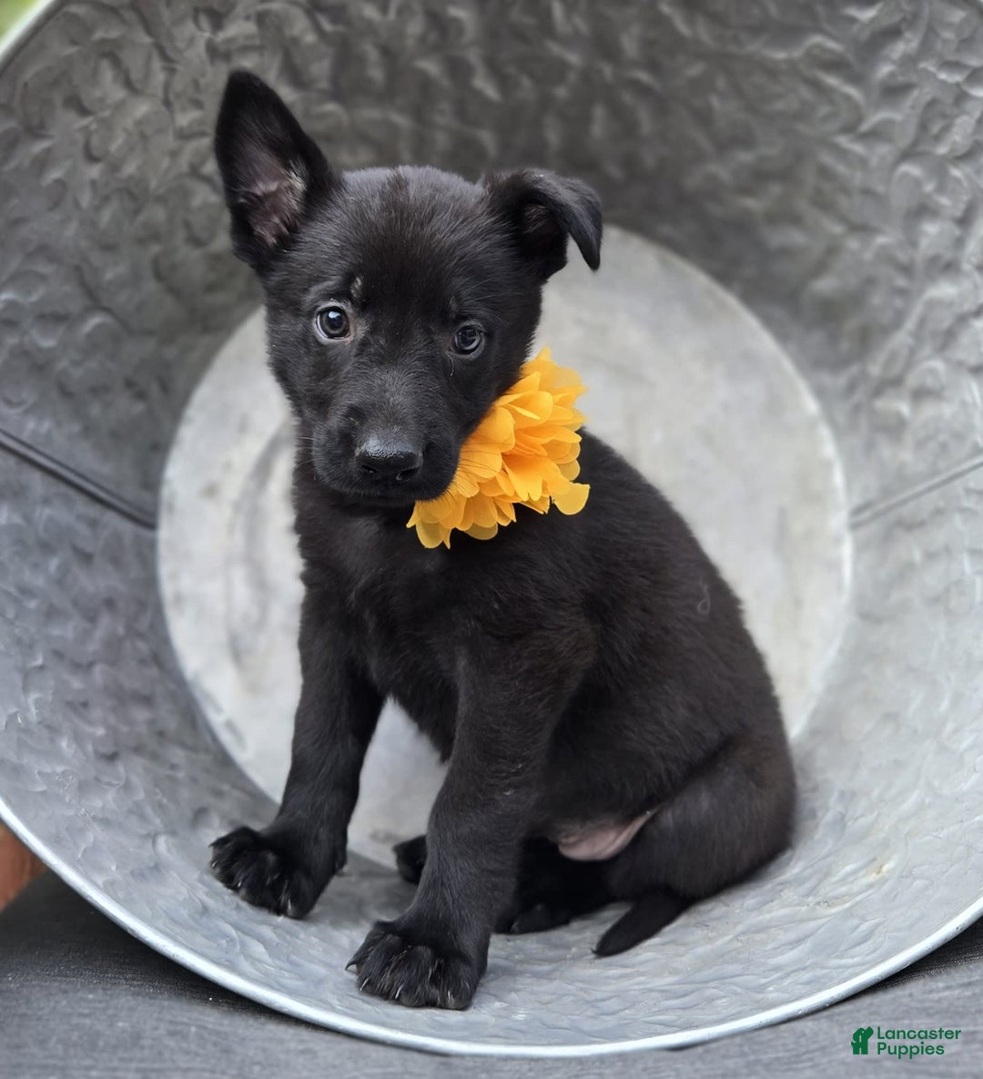 German Shepherd dogs for sale: Tracy - Image 1
