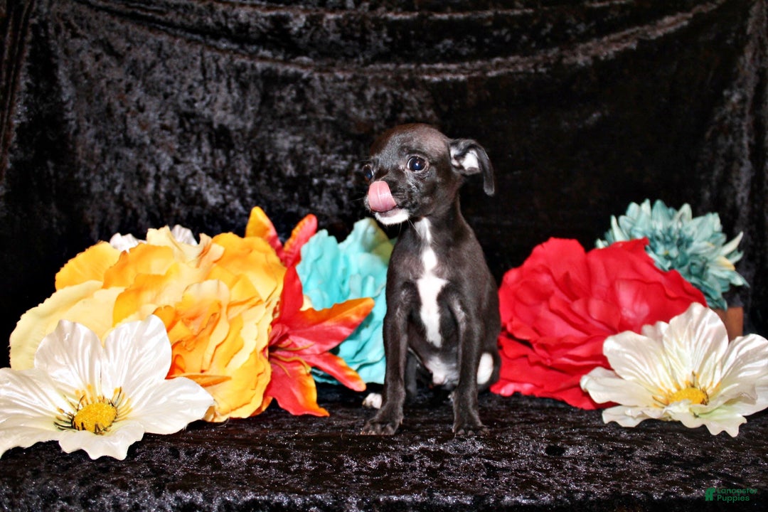 Chihuahua dogs for sale: Sullivan - Image 4