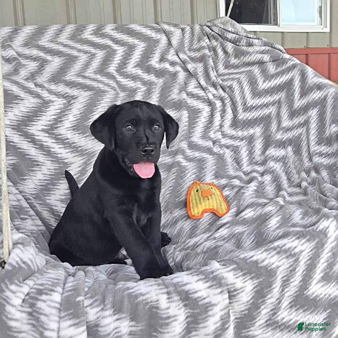 Labrador Retriever dogs for sale: Chuck - Image 9