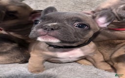French Bulldog dogs for sale: Zeus - Image 1