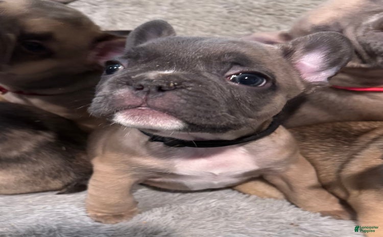 French Bulldog dogs for sale - Ad 2