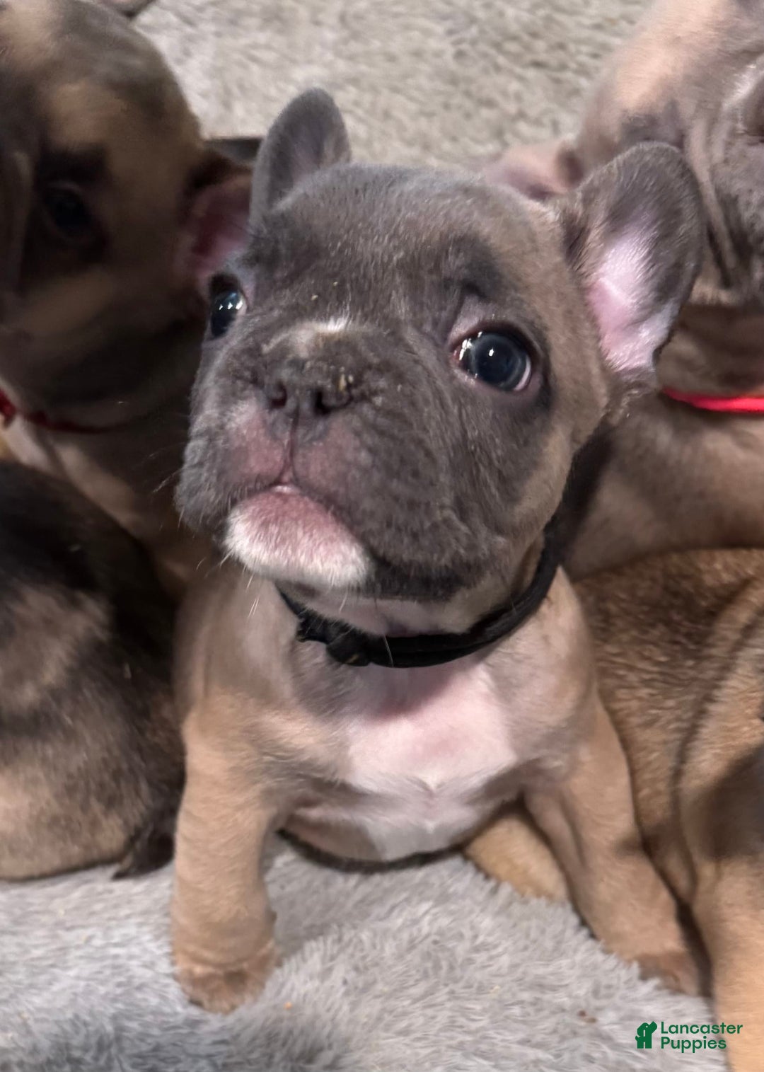 French Bulldog dogs for sale: Zeus - Image 1