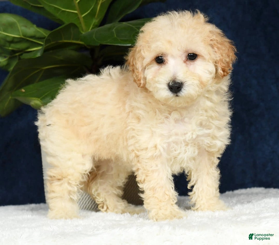 Bichpoo dogs for sale: Kaitlyn - Image 17