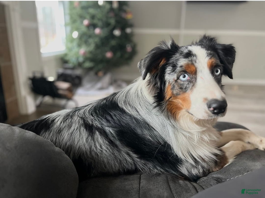 Australian Shepherd dogs for sale: Burrrito - Image 9