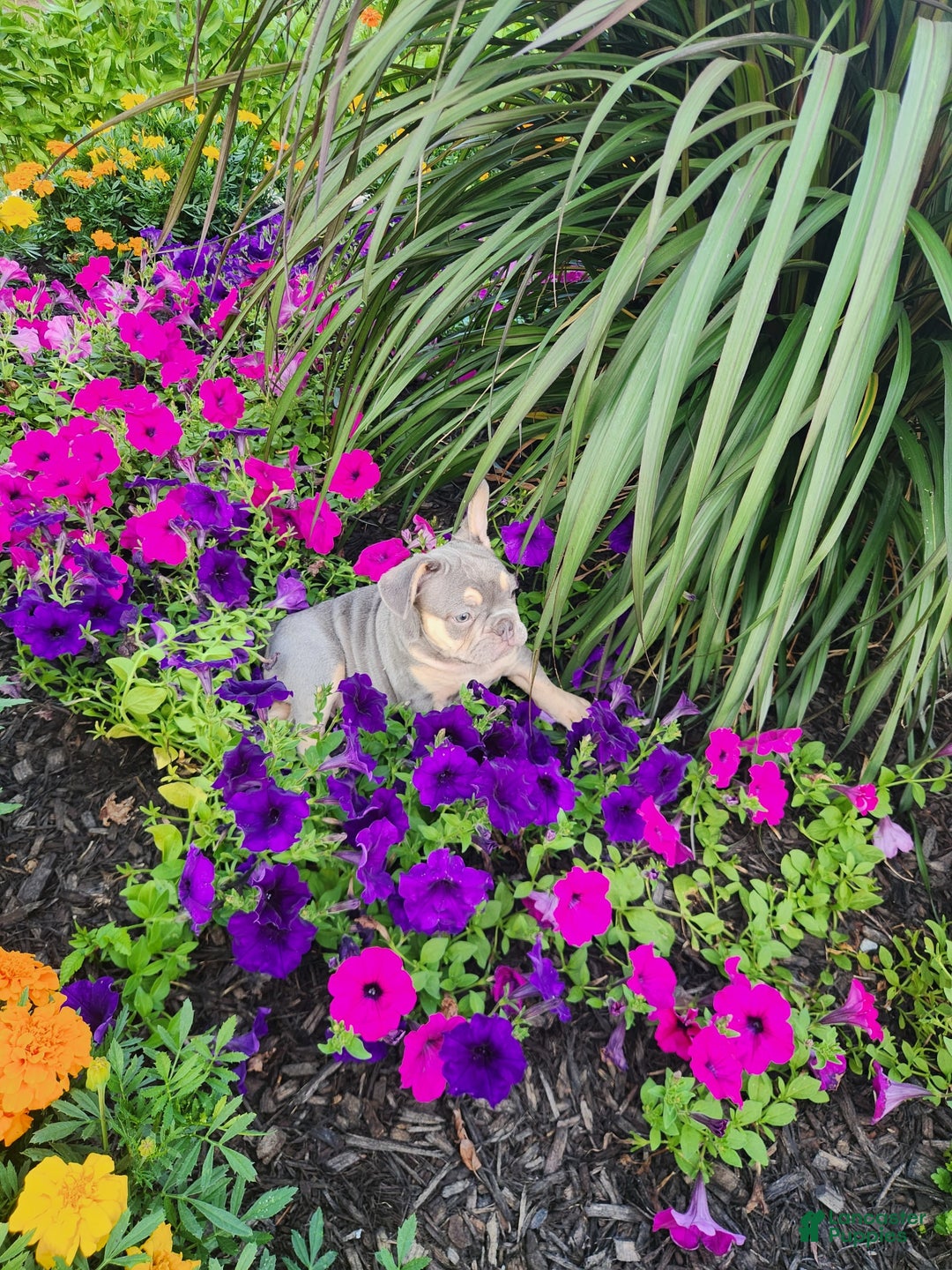 French Bulldog dogs for sale: Max - Image 10