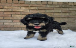 Mini Bernedoodle dogs for sale: Bentley - Image 6