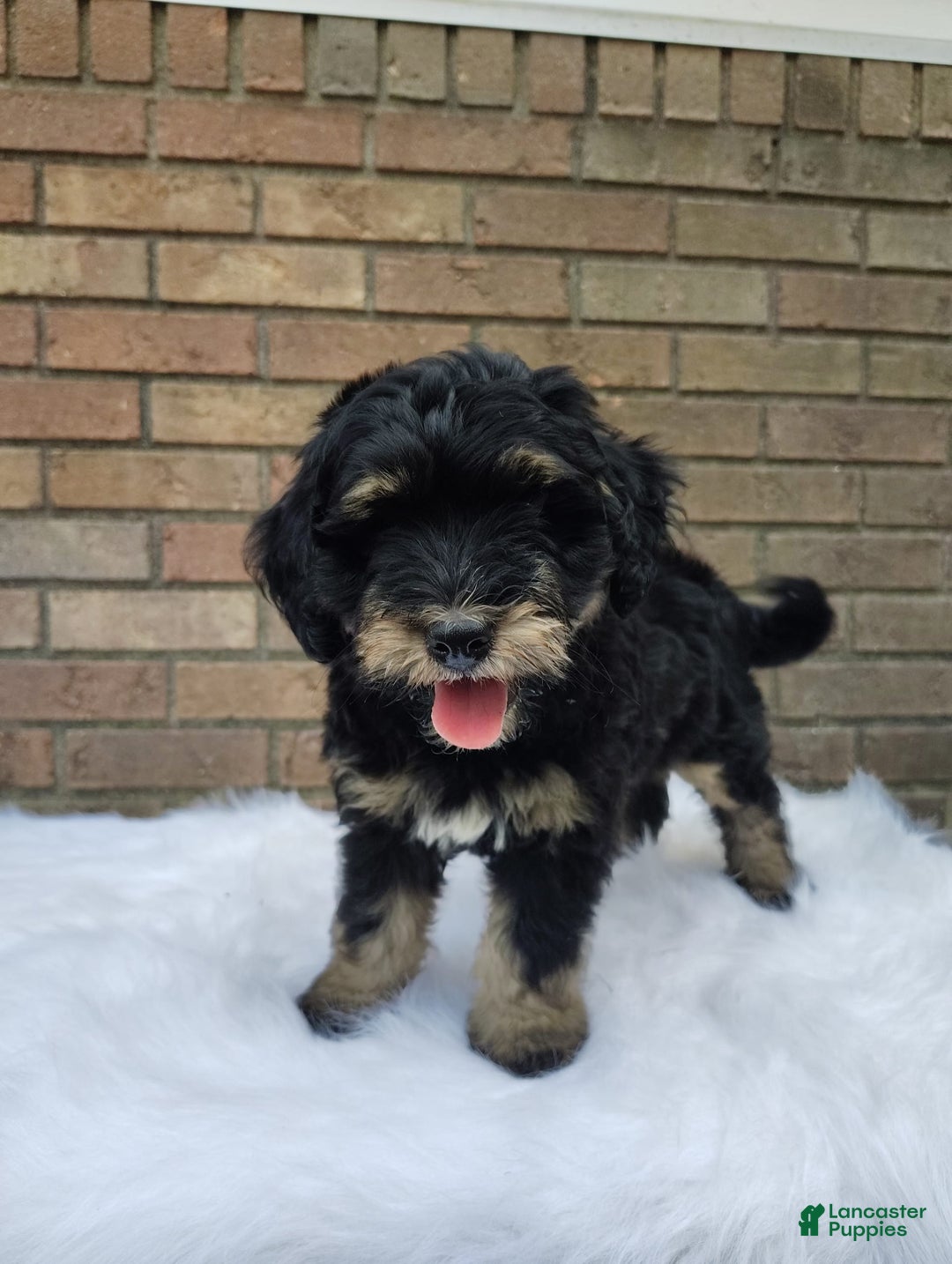Mini Bernedoodle dogs for sale: Bentley - Image 6
