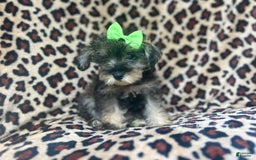 Miniature Schnauzer dogs for sale: Angel - Image 8