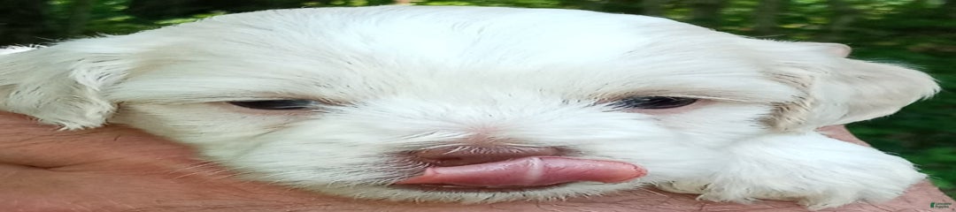 Sugar