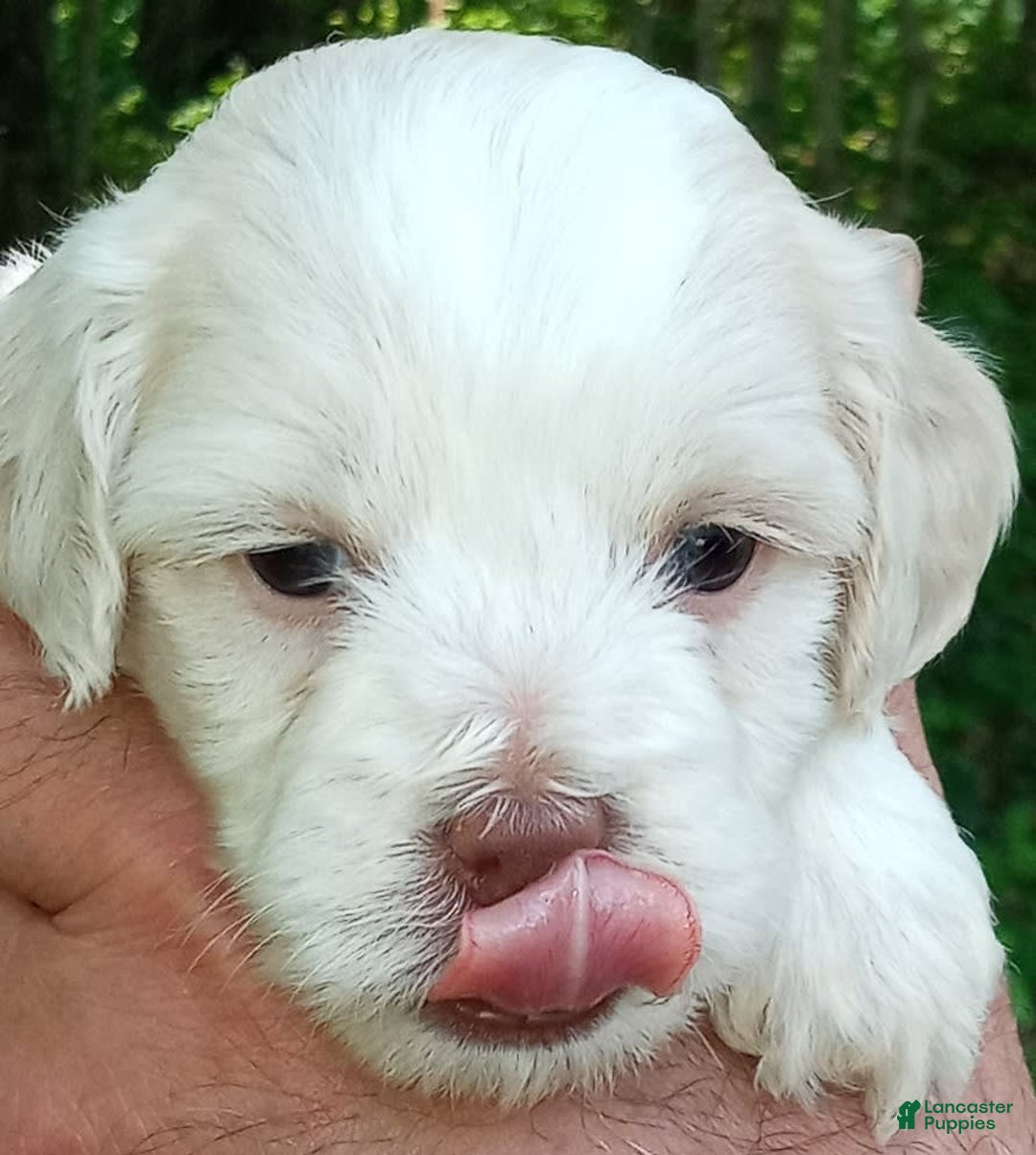 Cockapoo dogs for sale: Sugar - Image 1