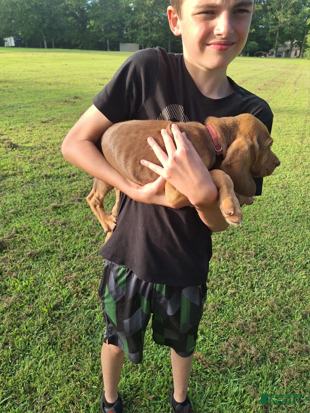 Bloodhound dogs for sale: Red - Image 8