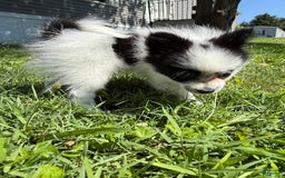 Papillon dogs for sale: Daisy - Image 6