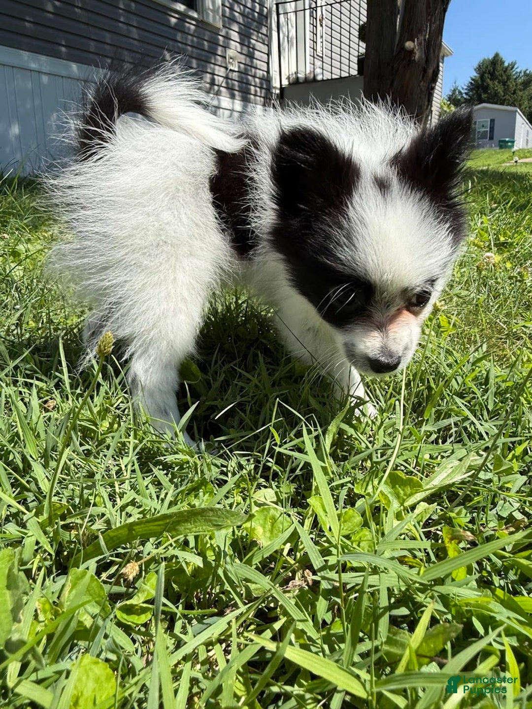 Papillon dogs for sale: Daisy - Image 6