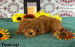 Toy Poodle dogs for sale: Teacup - Image 3