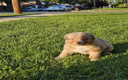 Australian Shepherd dogs for sale: Miss Cutie Pie - Image 4