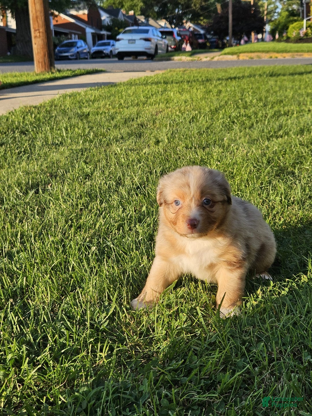Australian Shepherd dogs for sale: Miss Cutie Pie - Image 4
