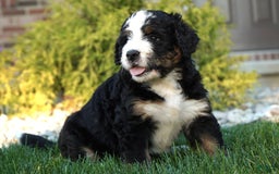 Bernedoodle dogs for sale: Buck - Image 3