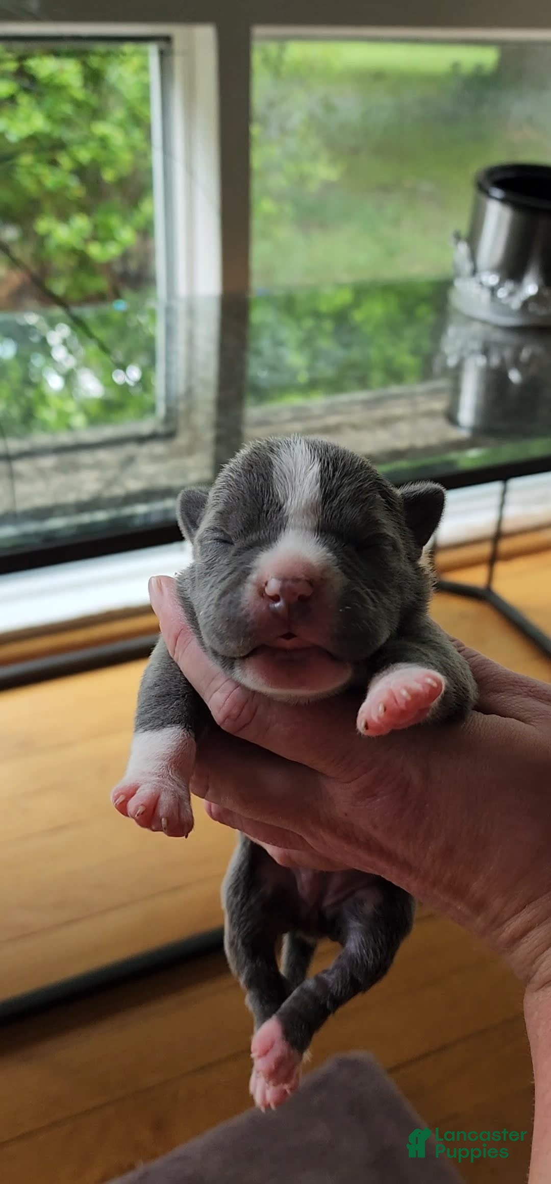 American Bully dogs for sale: Mary-kate - Image 2