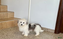 Coton De Tulear dogs for sale: Romeo - Image 8