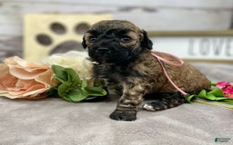 Miniature Poodle dogs for sale: Tara - Image 4